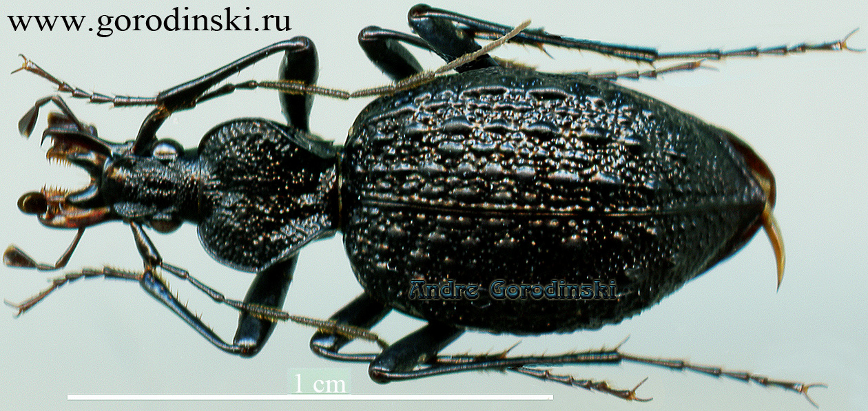 http://www.gorodinski.ru/carabidae/Cychrus semelai.jpg